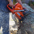 Rooting Out Stumps: A Guide To Post-Home Purchase Stump Removal In Martinsburg