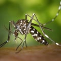 Keep Your New Fayetteville Home Mosquito-Free